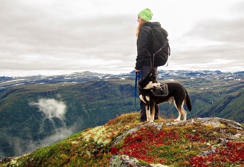 best dog hiking pack best dog hiking pack