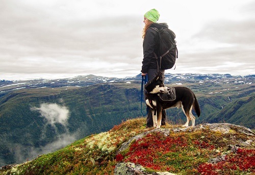 best dog hiking pack