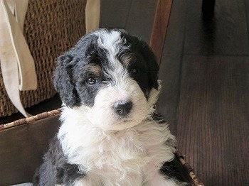 mini bernedoodle