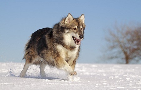 utonagan dog utonagan dog