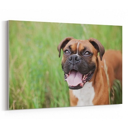 A Valley Bulldog Picture A Valley Bulldog Picture