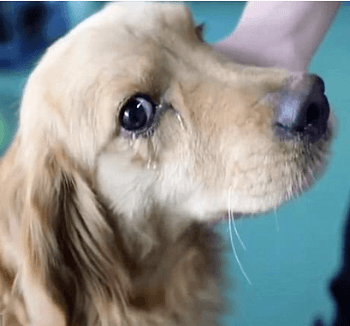 Watery Eyes in Dogs Watery Eyes in Dogs