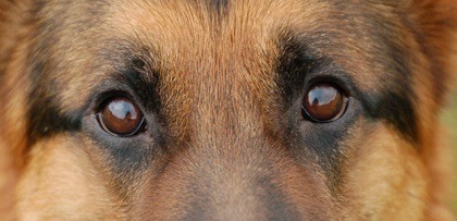 Watery Eyes in Dogs Watery Eyes in Dogs