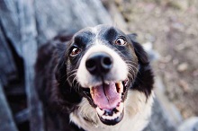 Best Way to Clean Dog's Teeth Best Way to Clean Dog's Teeth