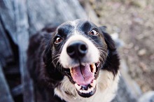 Best Way to Clean Dog's Teeth