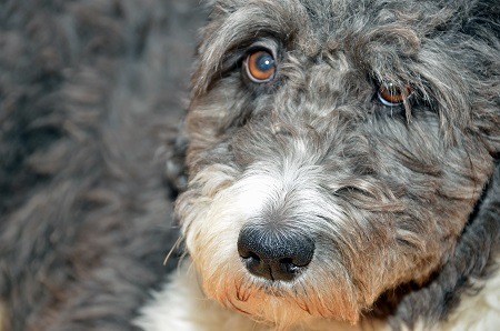 aussiedoodle hypoallergenic aussiedoodle hypoallergenic