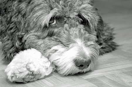 aussiedoodle breeders aussiedoodle breeders