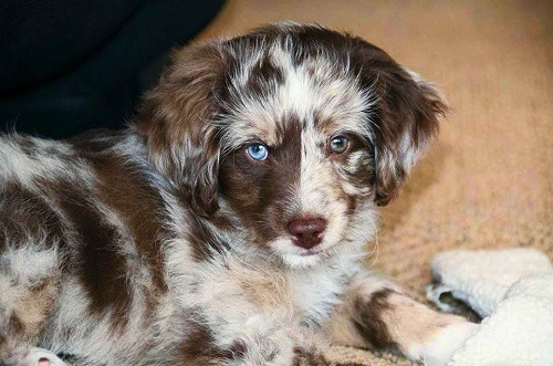 aussiedoodle vs. goldendoodle aussiedoodle vs. goldendoodle