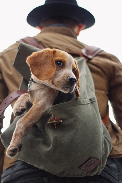 dog companionship and its benefits to humans dog companionship and its benefits to humans