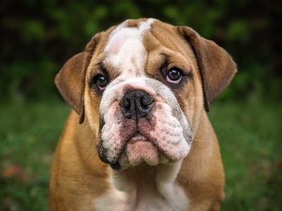 valley bulldog puppies valley bulldog puppies