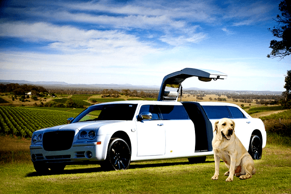 Dog Travel Dog Travel