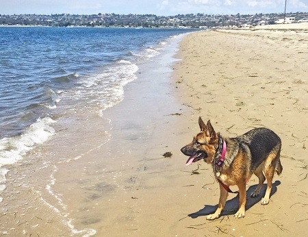 Fiesta Island Off-Leash Dog Park in San Diego, CA Places for Dogs