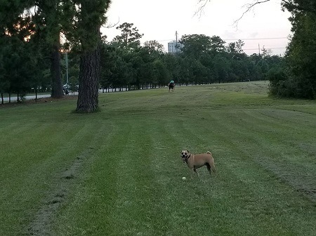 Congressman Bill Archer Bark Park in Houston, TX