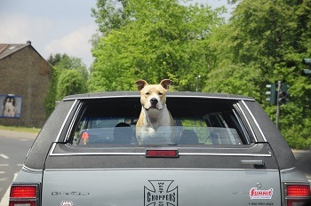 Car For Your Dog Car For Your Dog