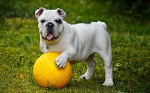 Bulldog- Child Friendly Dog Breed 