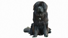 Newfoundland -Medium Sized Family Friendly Dog Breeds