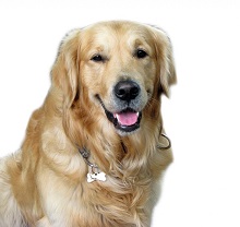 Kids Like Golden Retriver Dog 