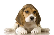  Beagle-Best Puppy For Baby