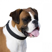 Small Dog Breeds Good With Children Boxer Kids Love