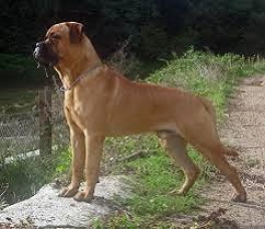 Guard Dog Security Bullmastiff