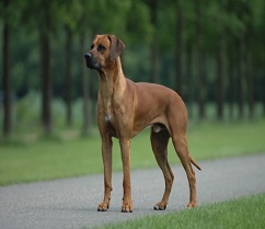 Best Guard Dog Breeds