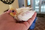 Baby Cockatiel - Pre Order