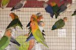 2 Lovebird Special -(  Green & Blue Fishers ) FREE SHIPPING
