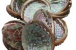 Abalone schelp mini