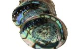Abalone Schelp Luxe Middel - 15 cm