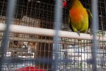 Dark Olive Black face Lovebird Female