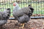 Silver Penciled Wyandotte Day-Old Chicks