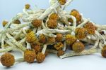 100g Wholesale Dried P. cubensis Mushroom