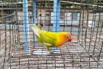 Light Blue Opaline White Head Lovebird Male Cage #25