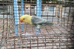 Green Black Mask Lovebird Female Cage #25
