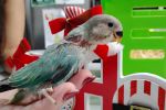 Baby Green Opaline Peachface Lovebird Handfed