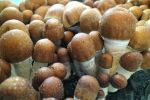 Penis Envy #7 P. cubensis Mushroom - 5g Pack