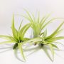 Pianta Aerea Tillandsia Multiflora Green