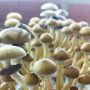 Golden Teacher P. cubensis Mushroom - 5g Pack