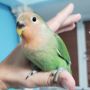 Green Peach Face Lovebird For Sale