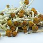 100g Wholesale Dried P. cubensis Mushroom