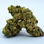 Berry Bomb Outdoor p/g