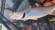 Strike King  Speckled Trout Magic Chartreuse - Marsh And Bayou  Outfitters, LLC