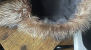 Raccoon Fur Trapper Hat, Brown Leather