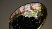 Abalone schelp mini
