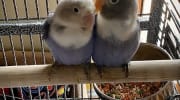 Cobalt Blue Fisher Lovebird