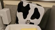 Moo Moo Cow - Order now for 18/10/25 dispatch