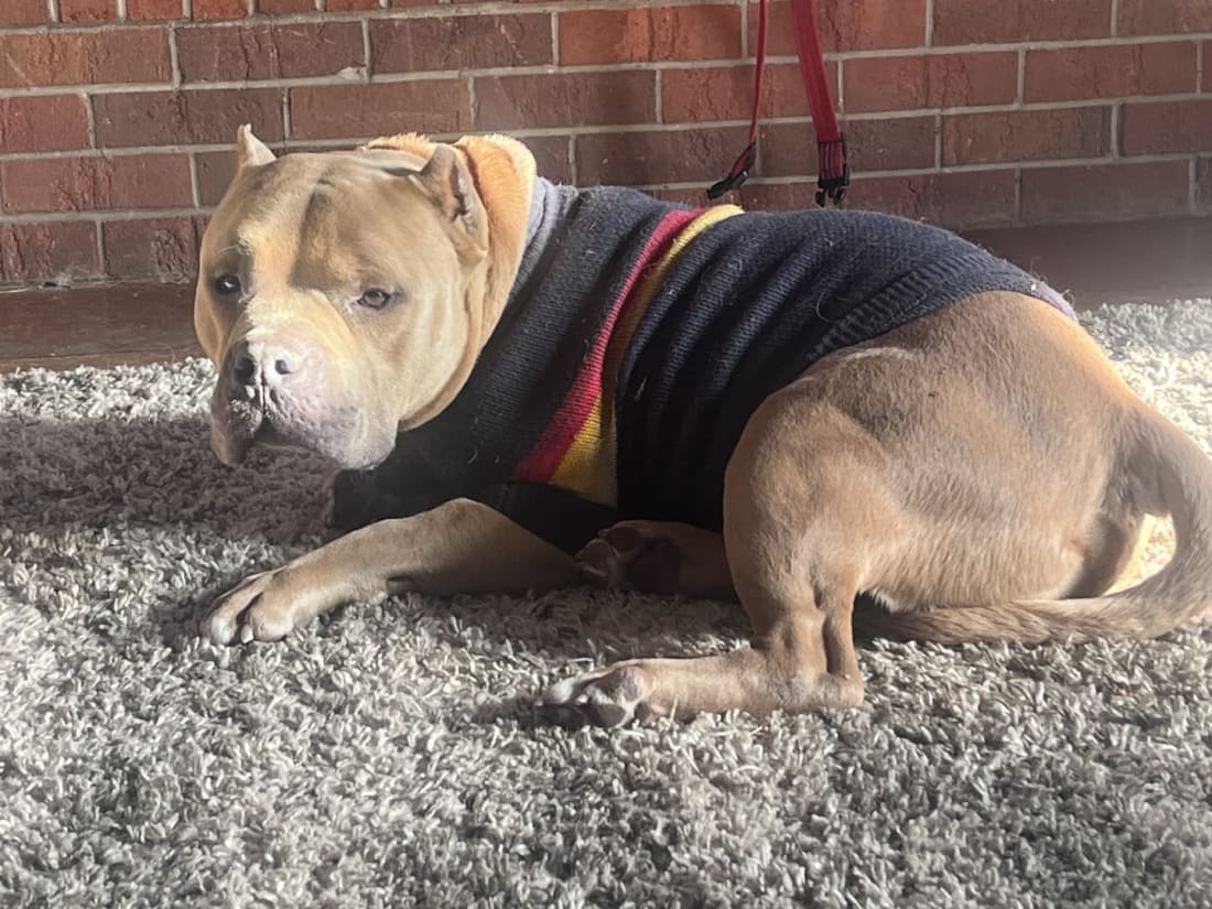 Bigdogs ビッグドッグス　スウェット　sweater 刺繍　深緑　2XL モールス”ビッグシルエット刺繍スウェット（グリーン