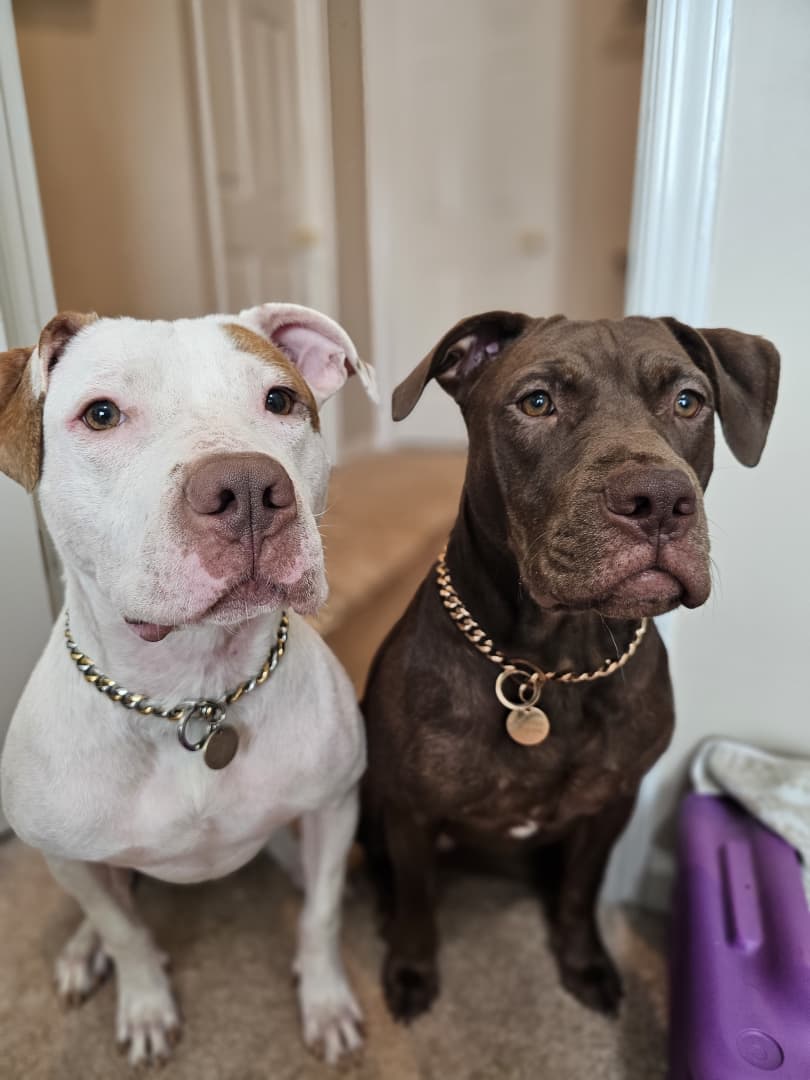 Gold and Silver Dog Chain Collar - Cuban Link Slip Chain – Pit