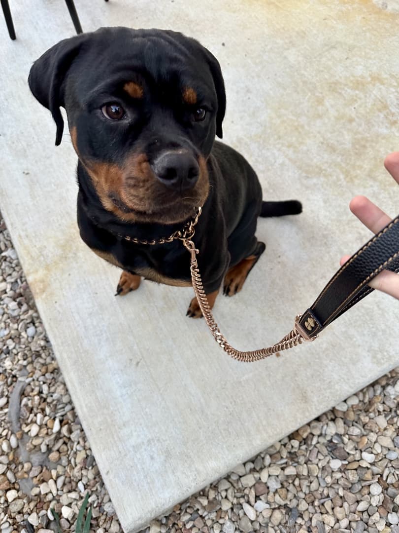 Black Dog Chain Collar - Cuban Link Slip Chain