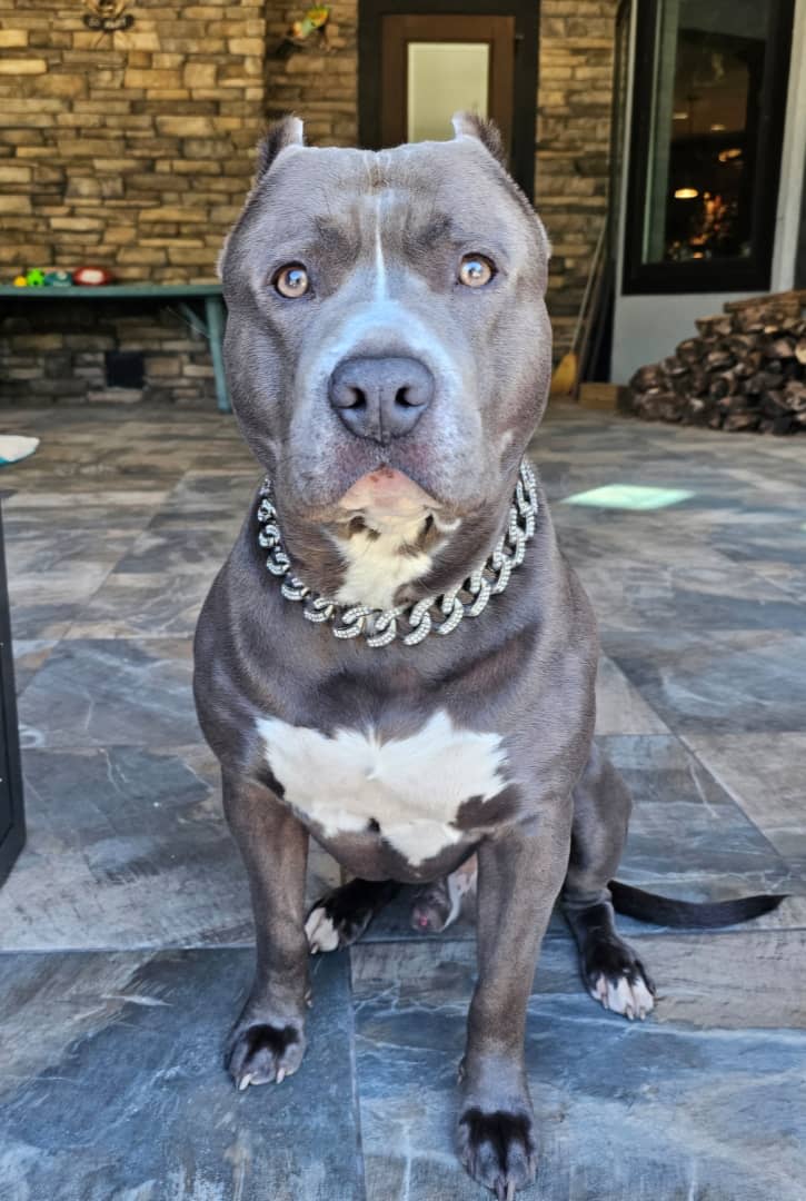 Blue Nose Pitbull With Gold Chain 18k Gold Dog Chain Collar-Cuban